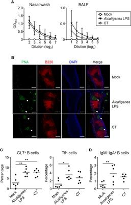 Lipopolysaccharide Derived From the Lymphoid-Resident Commensal Bacteria Alcaligenes faecalis Functions as an Effective Nasal Adjuvant to Augment IgA Antibody and Th17 Cell Responses